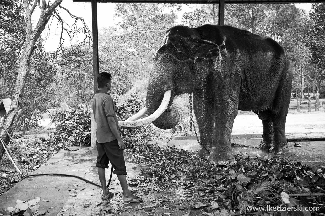 pinnawala elephant orphanage