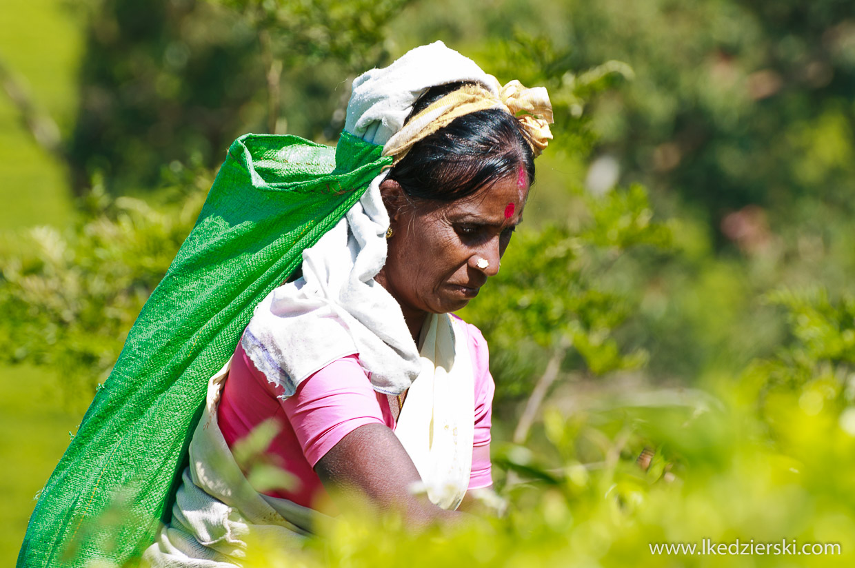 sri lanka tamilki zbieranie herbaty