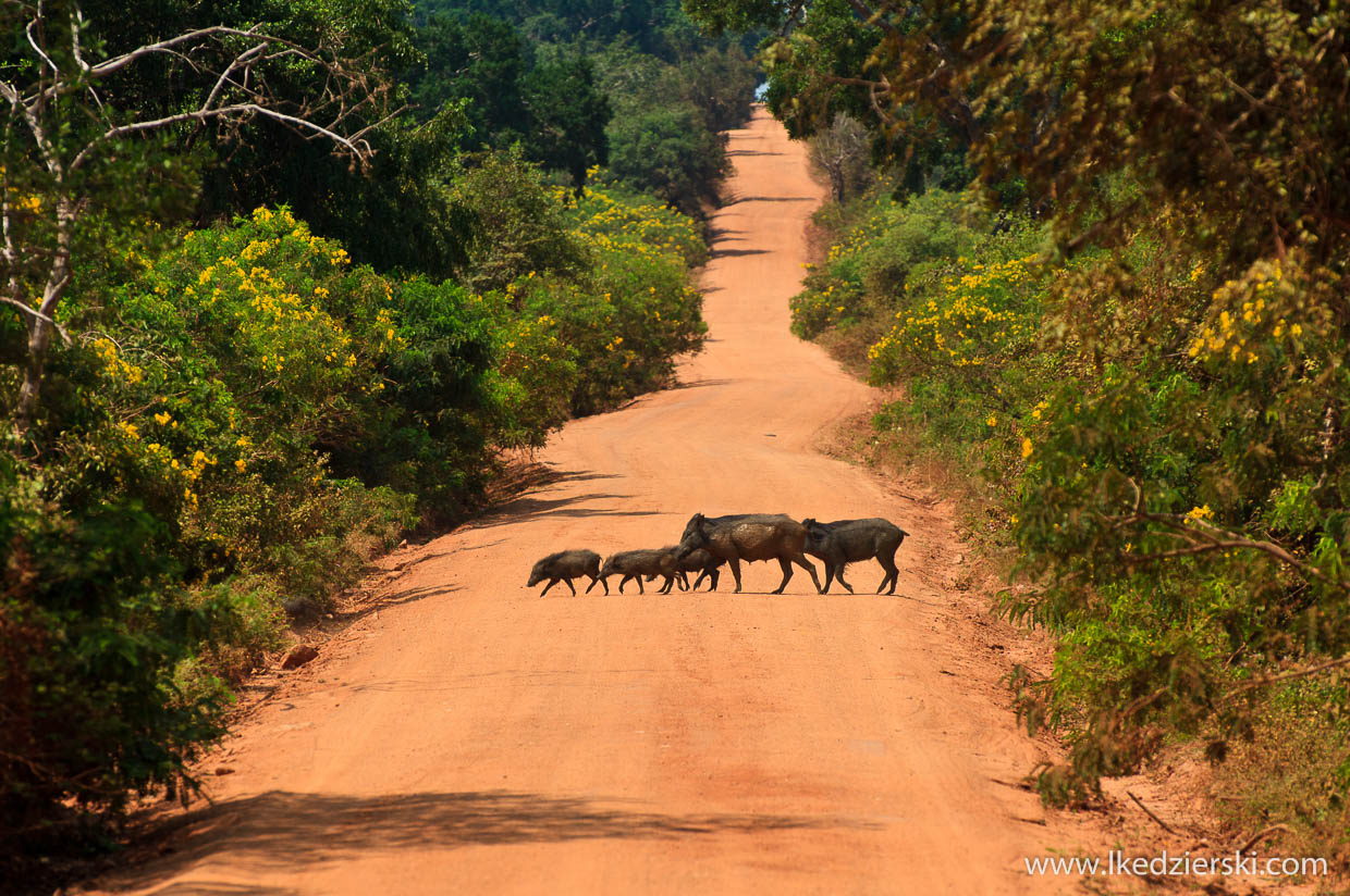 sri lanka yala park safari