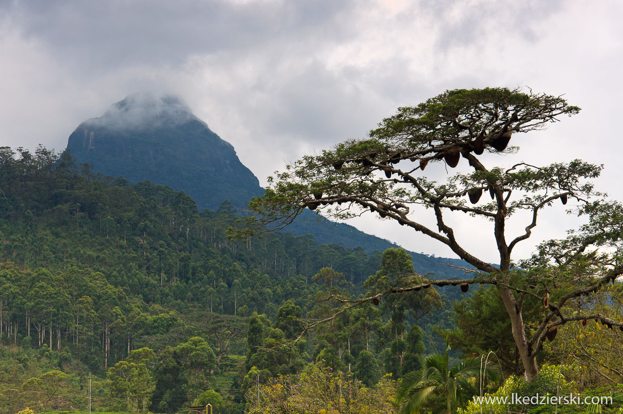 sri lanka adam's peak sri pada