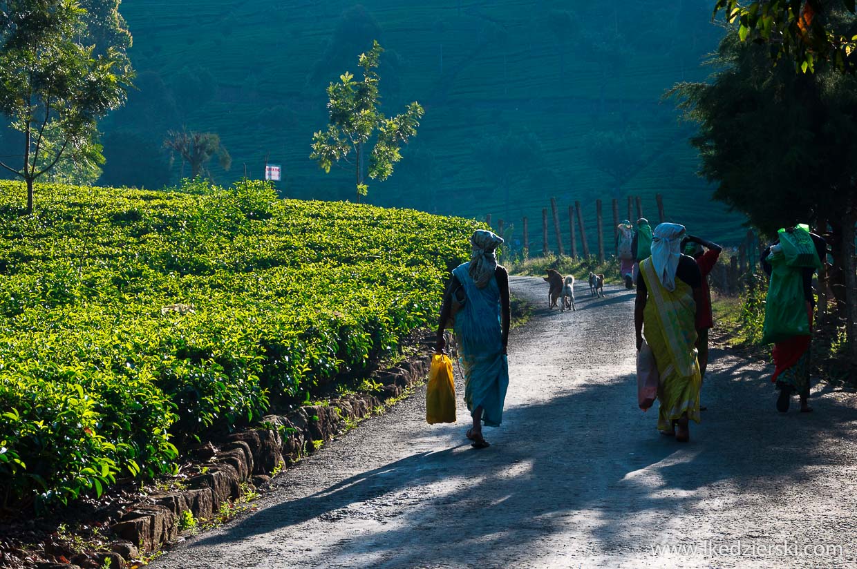 sri lanka zbieranie herbaty tamilki