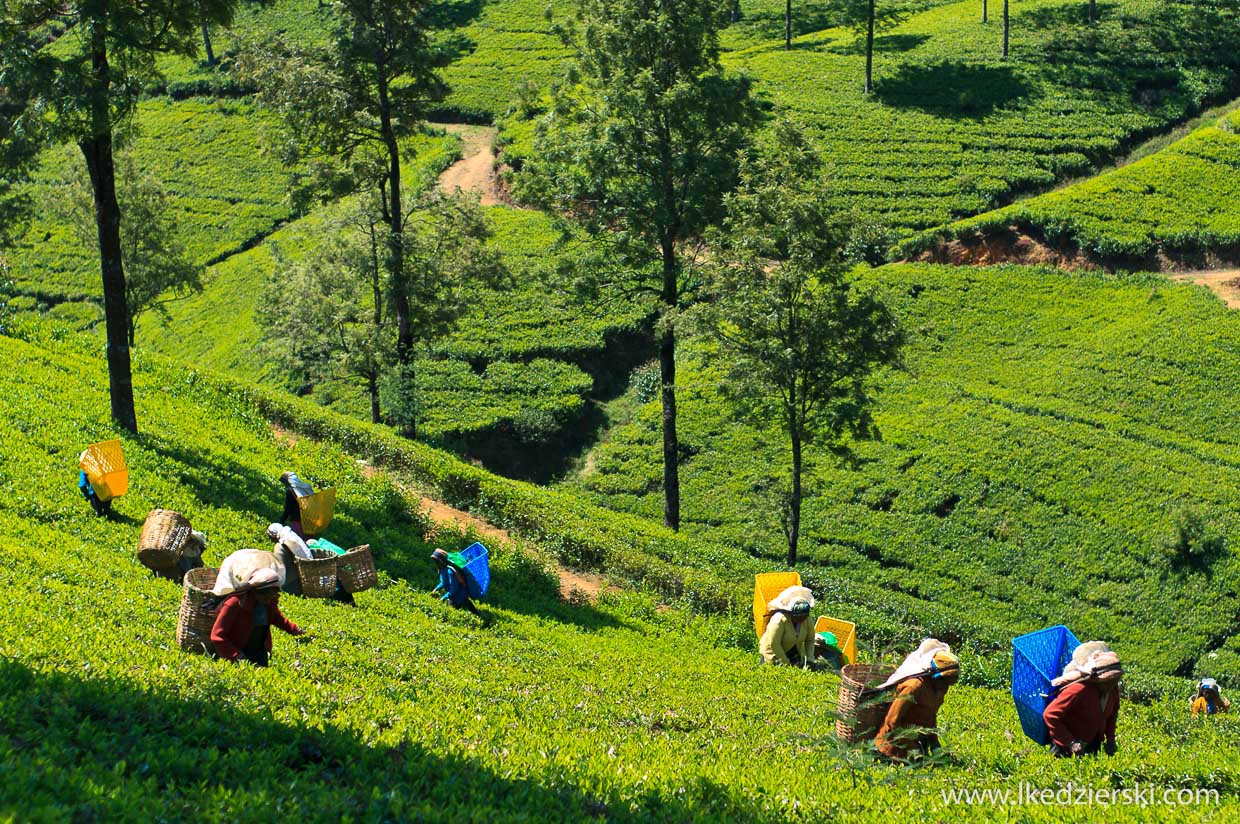 sri lanka zbieranie herbaty tamilki plantacje herbaty