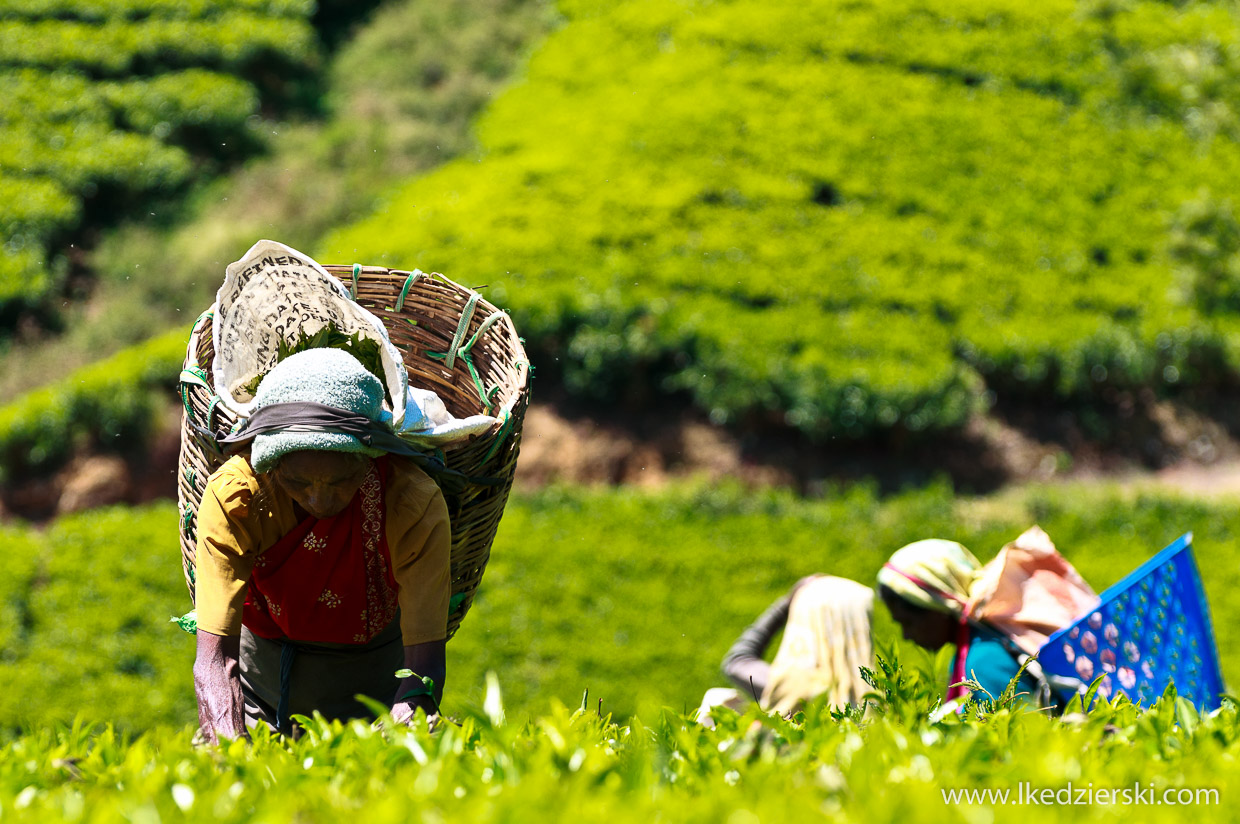 sri lanka zbieranie herbaty tamilki plantacje herbaty