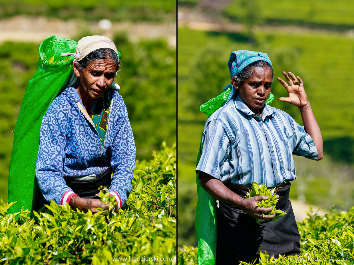 sri lanka zbieranie herbaty tamilki plantacje herbaty