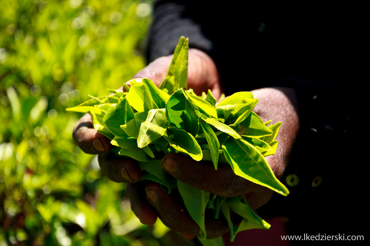 sri lanka zbieranie herbaty tamilki plantacje herbaty