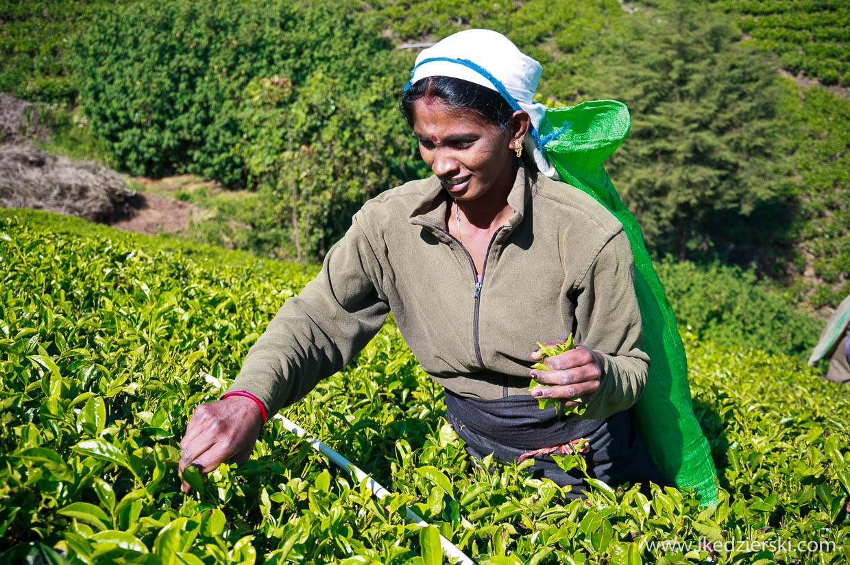 sri lanka zbieranie herbaty tamilki plantacje herbaty