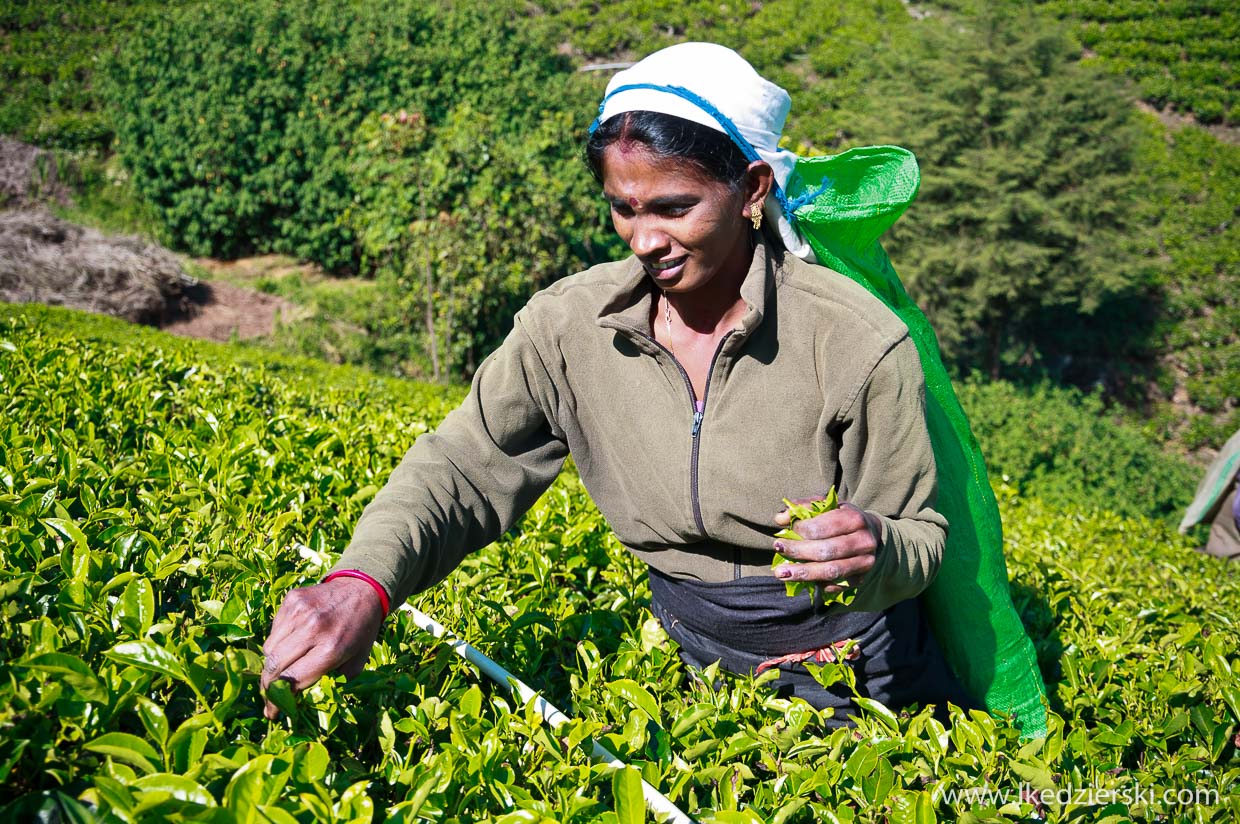 sri lanka zbieranie herbaty tamilki plantacje herbaty