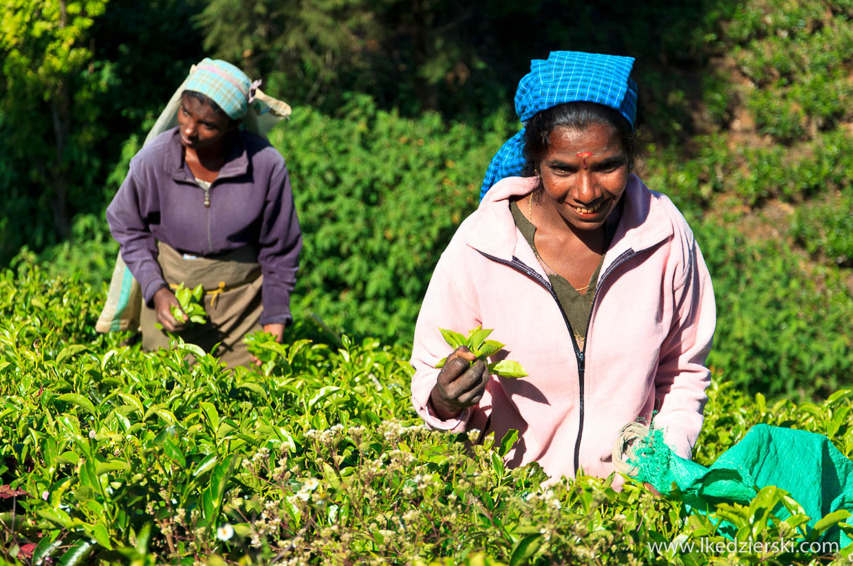 sri lanka zbieranie herbaty tamilki plantacje herbaty