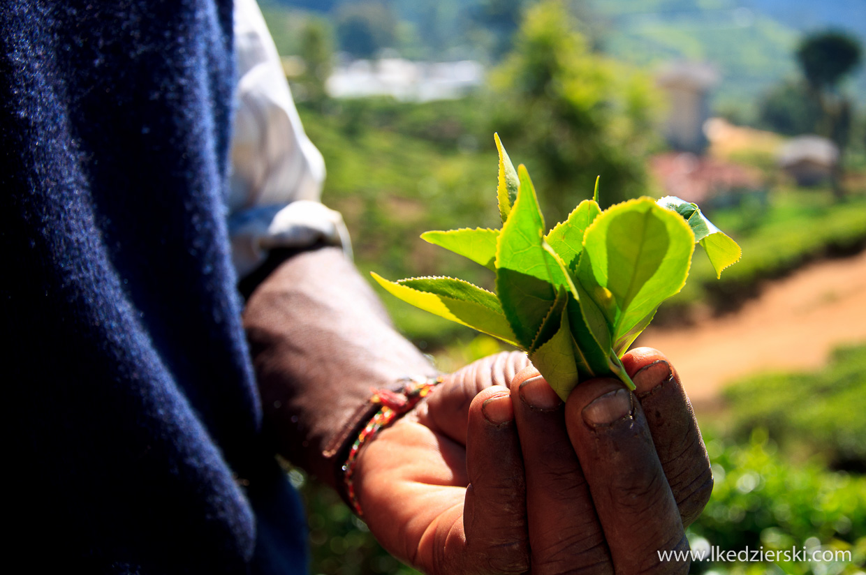 sri lanka zbieranie herbaty tamilki plantacje herbaty