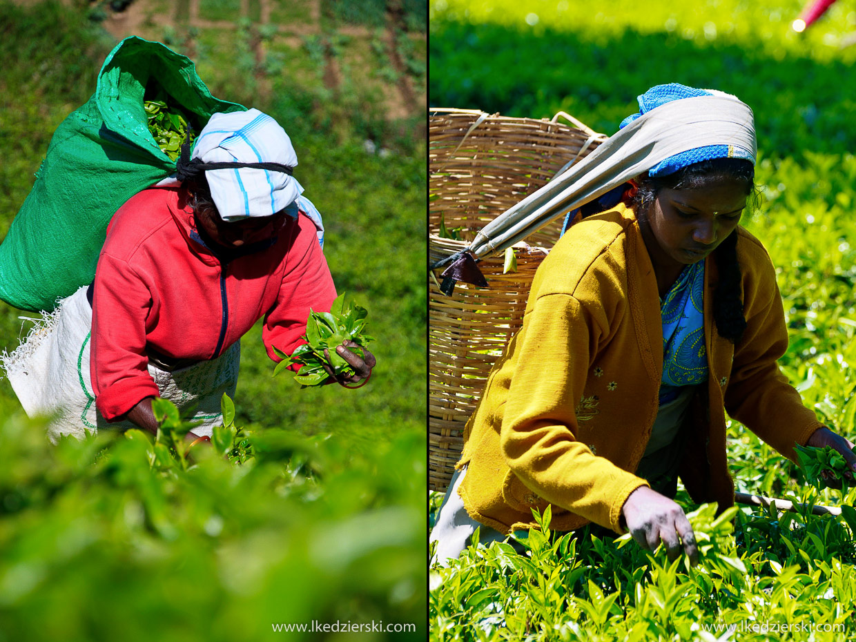 sri lanka zbieranie herbaty tamilki plantacje herbaty