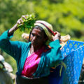 sri lanka zbieranie herbaty tamilki plantacje herbaty