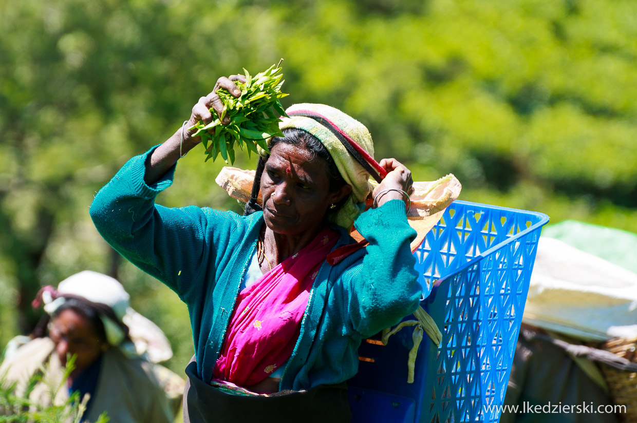 sri lanka zbieranie herbaty tamilki plantacje herbaty