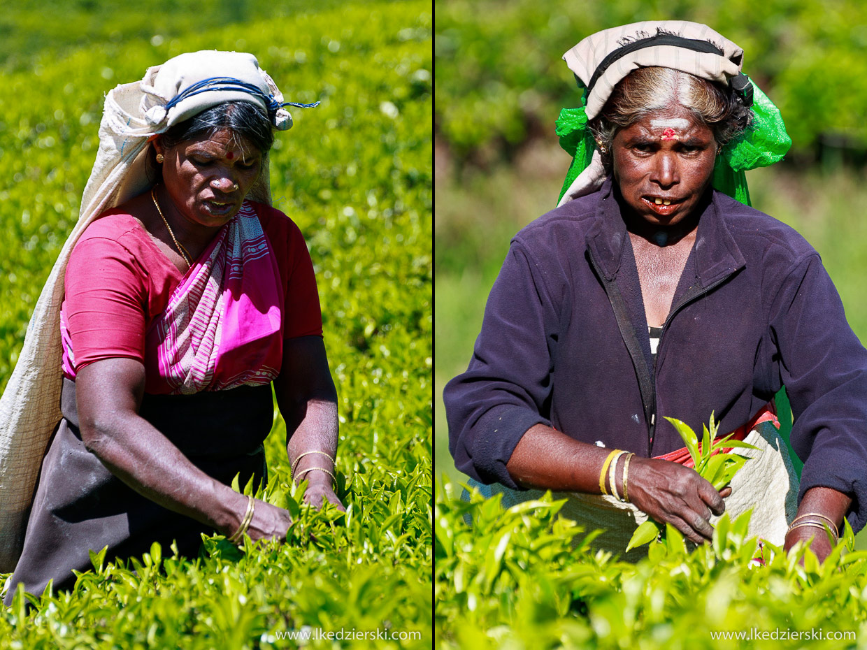 sri lanka zbieranie herbaty tamilki plantacje herbaty