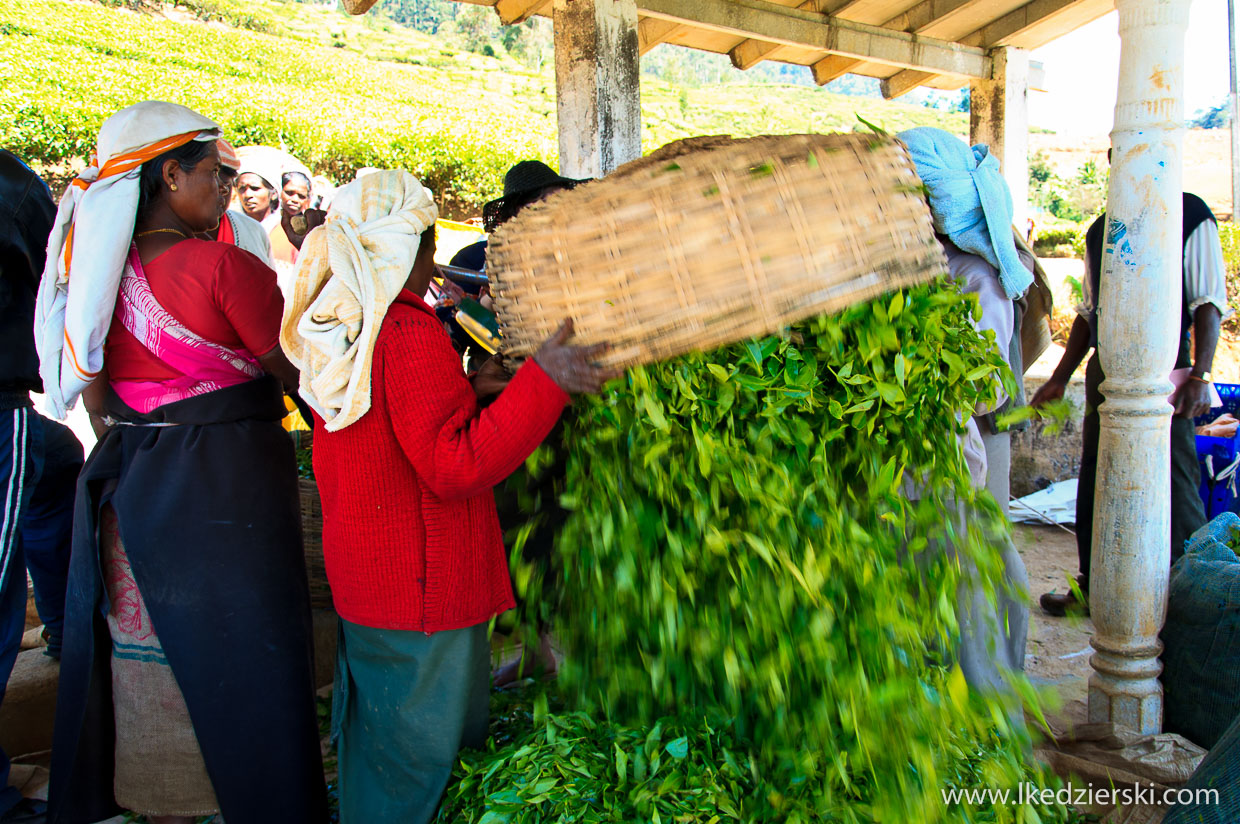 sri lanka zbieranie herbaty tamilki plantacje herbaty