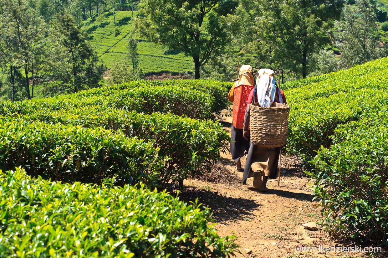 sri lanka zbieranie herbaty tamilki plantacje herbaty