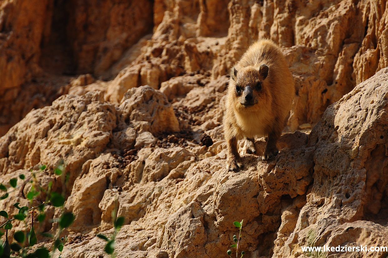 ein gedi rocky hyrax