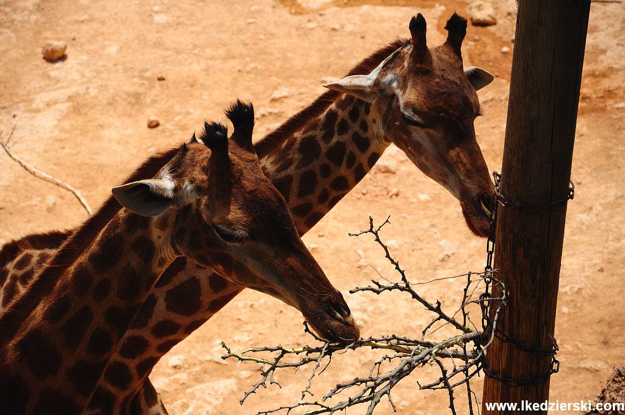 jerozolima zoo