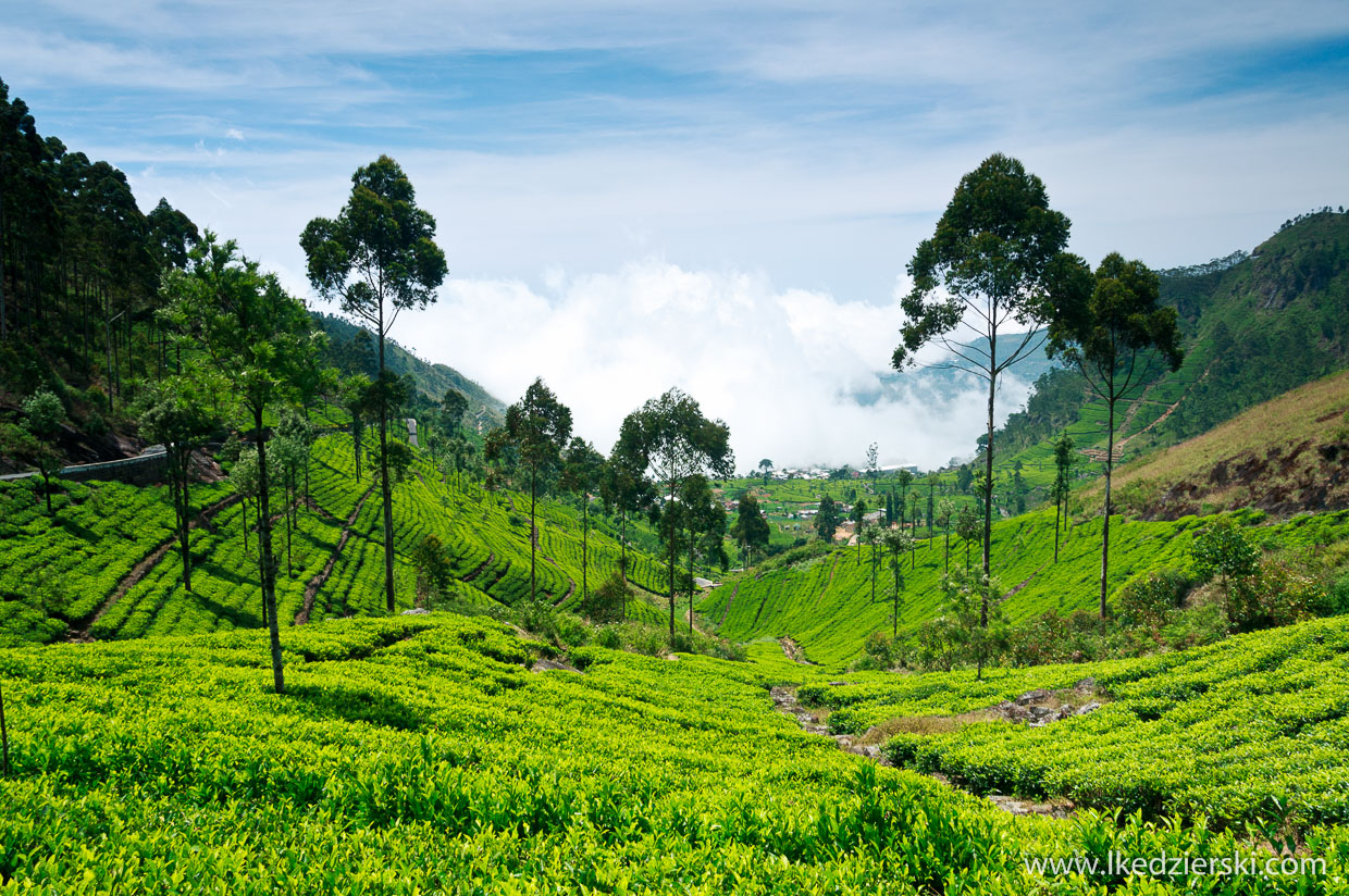 sri lanka najpiękniejsze plantacje herbaty lipton's seat