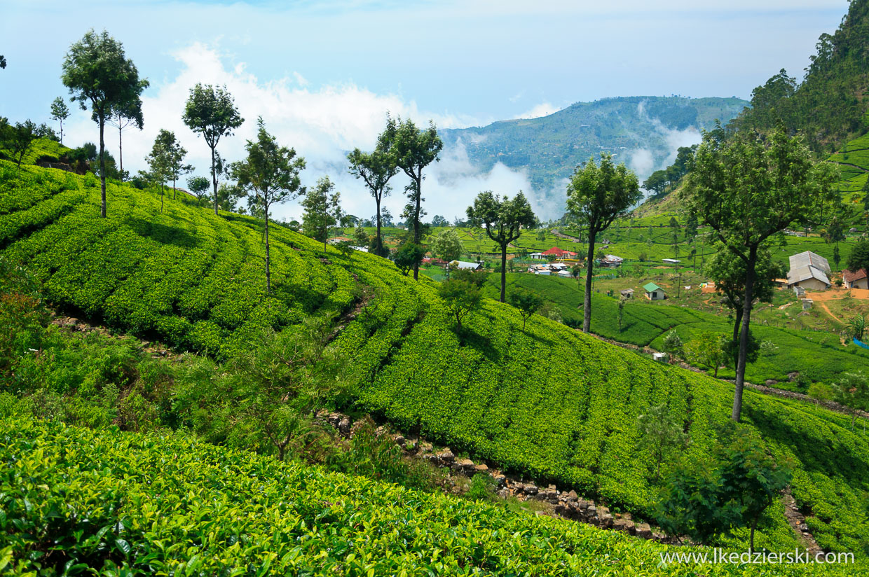 sri lanka najpiękniejsze plantacje herbaty lipton's seat