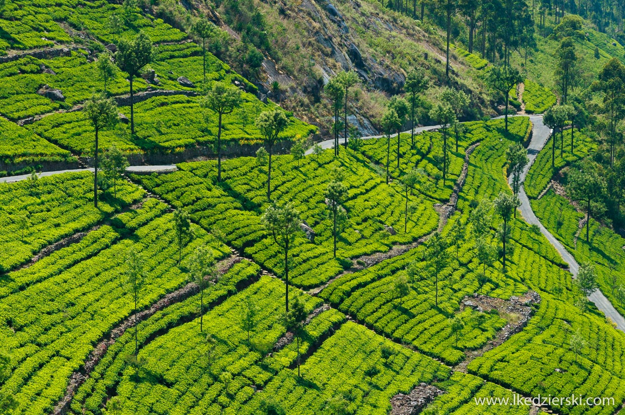 sri lanka plantacje herbaty lipton's seat