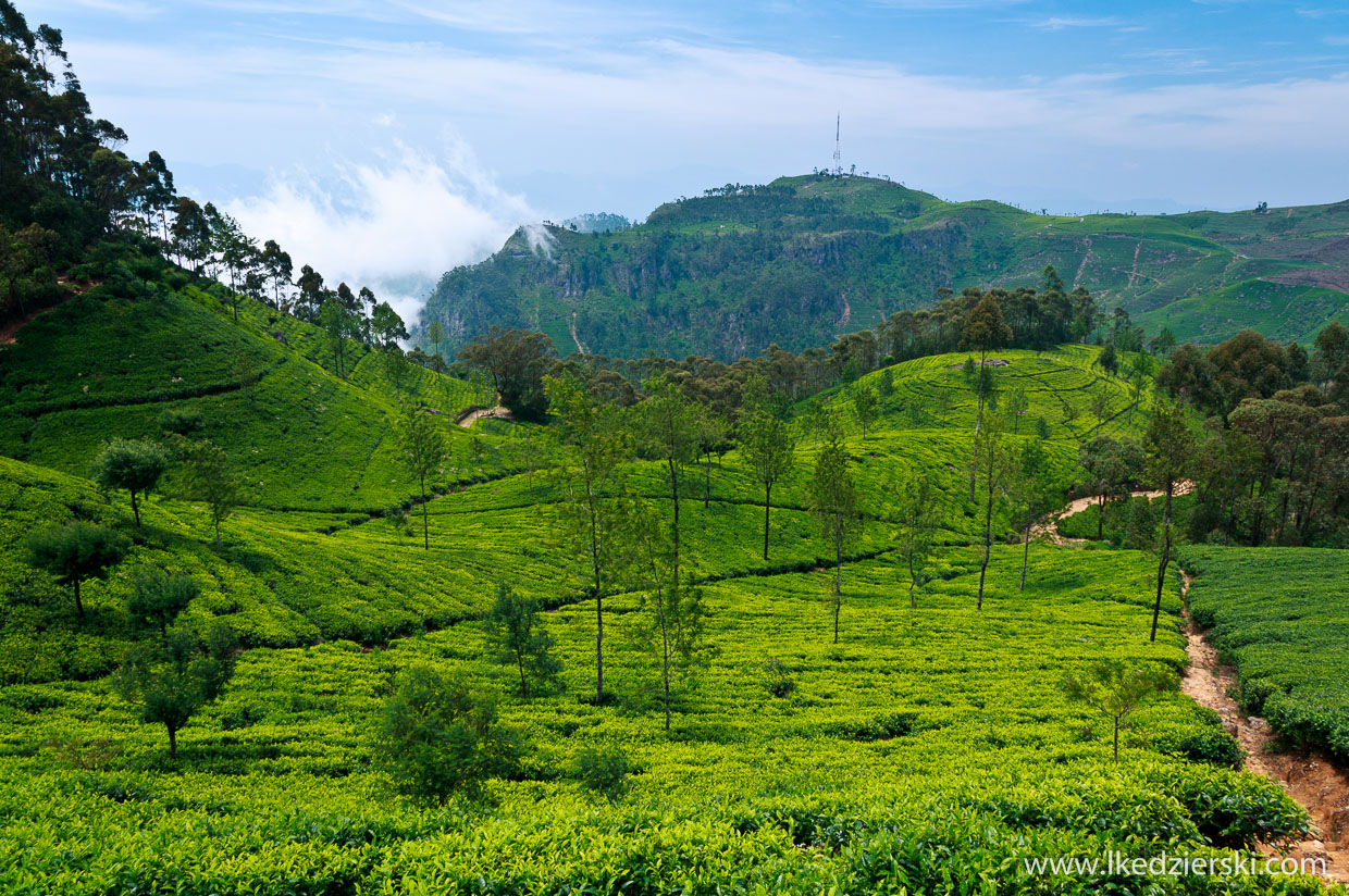 sri lanka najpiękniejsze plantacje herbaty lipton's seat