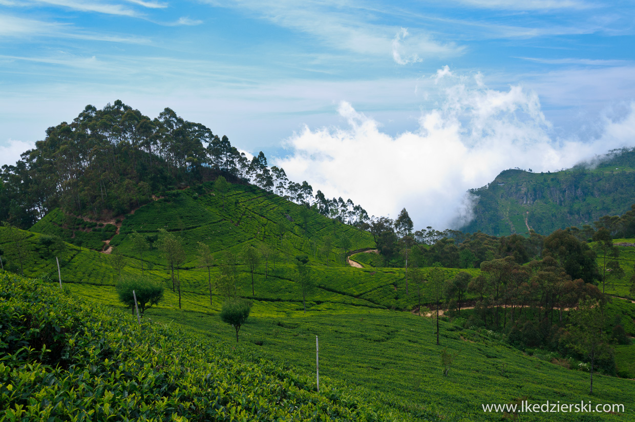 sri lanka najpiękniejsze plantacje herbaty lipton's seat