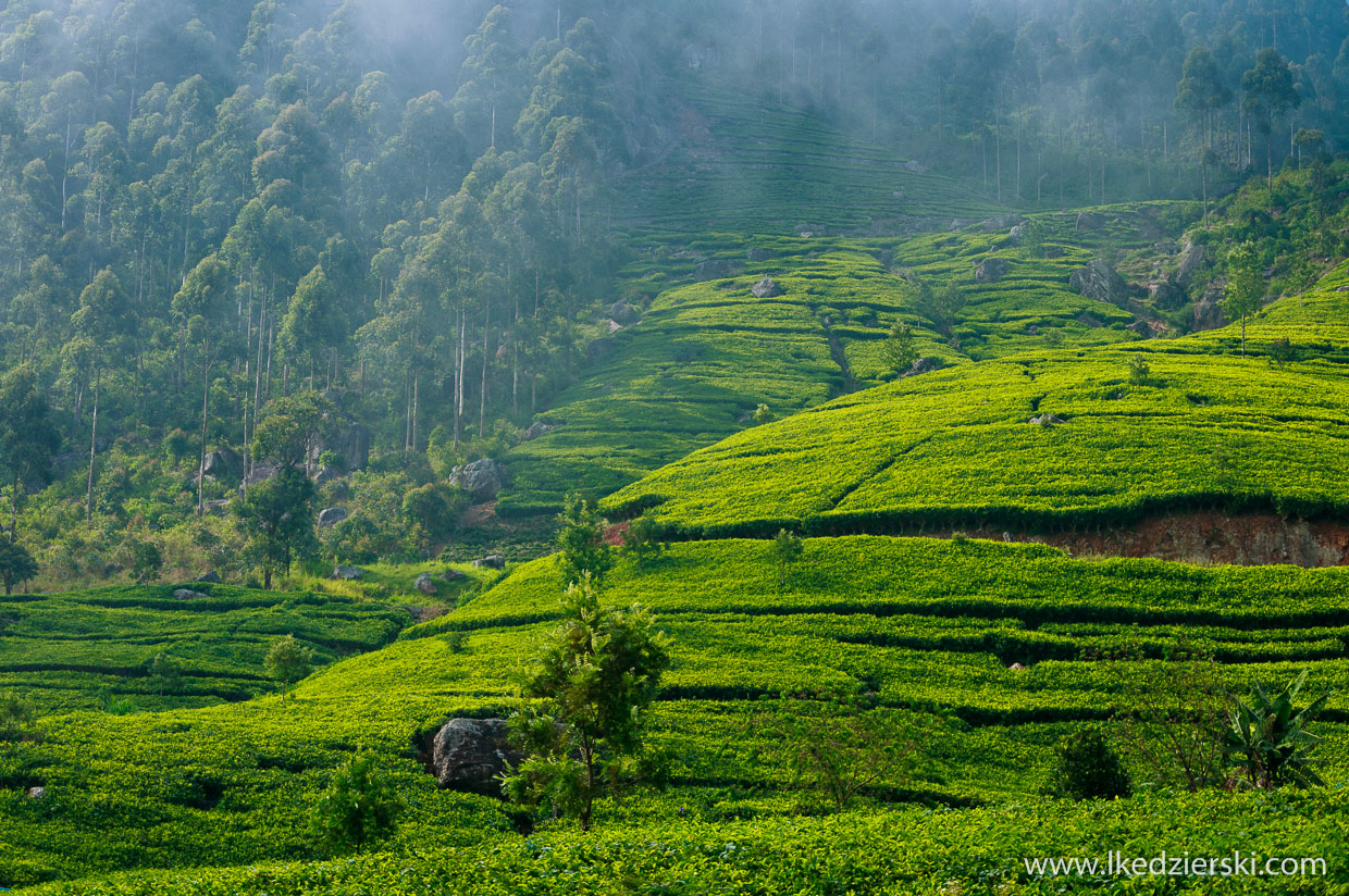 sri lanka najpiękniejsze plantacje herbaty lipton's seat