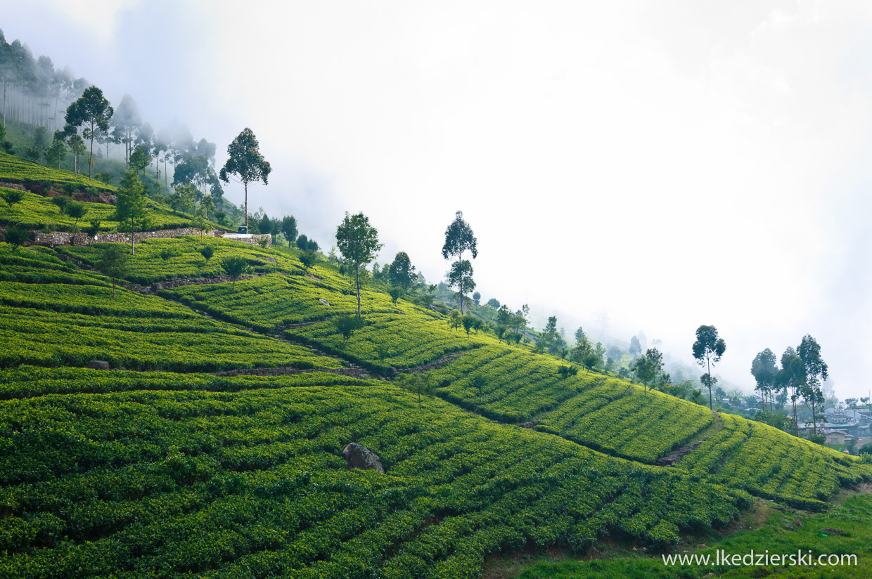 sri lanka najpiękniejsze plantacje herbaty lipton's seat