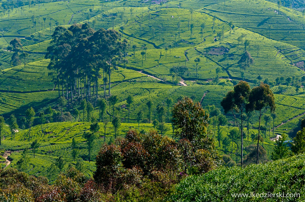 sri lanka najpiękniejsze plantacje herbaty lipton's seat