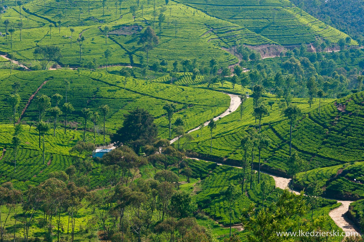 sri lanka najpiękniejsze plantacje herbaty lipton's seat