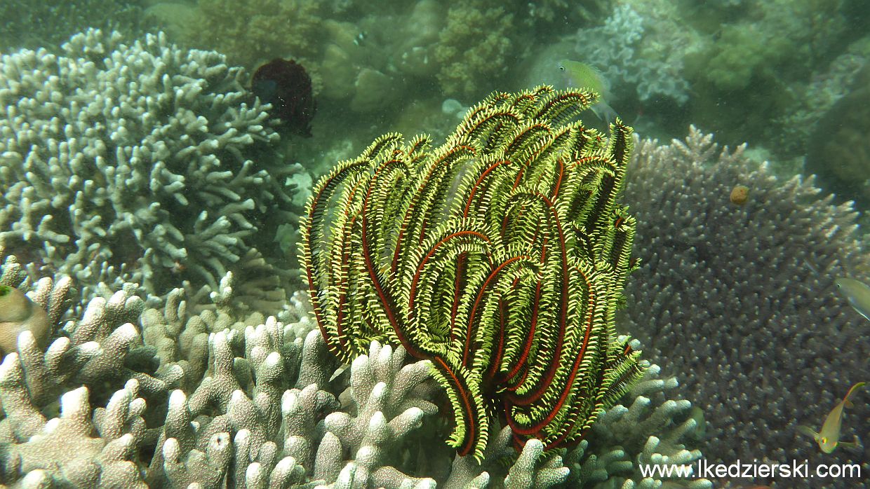 Nurkowanie na Apo Island.