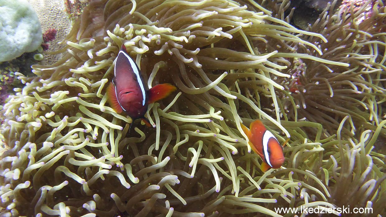 Nurkowanie na Apo Island.