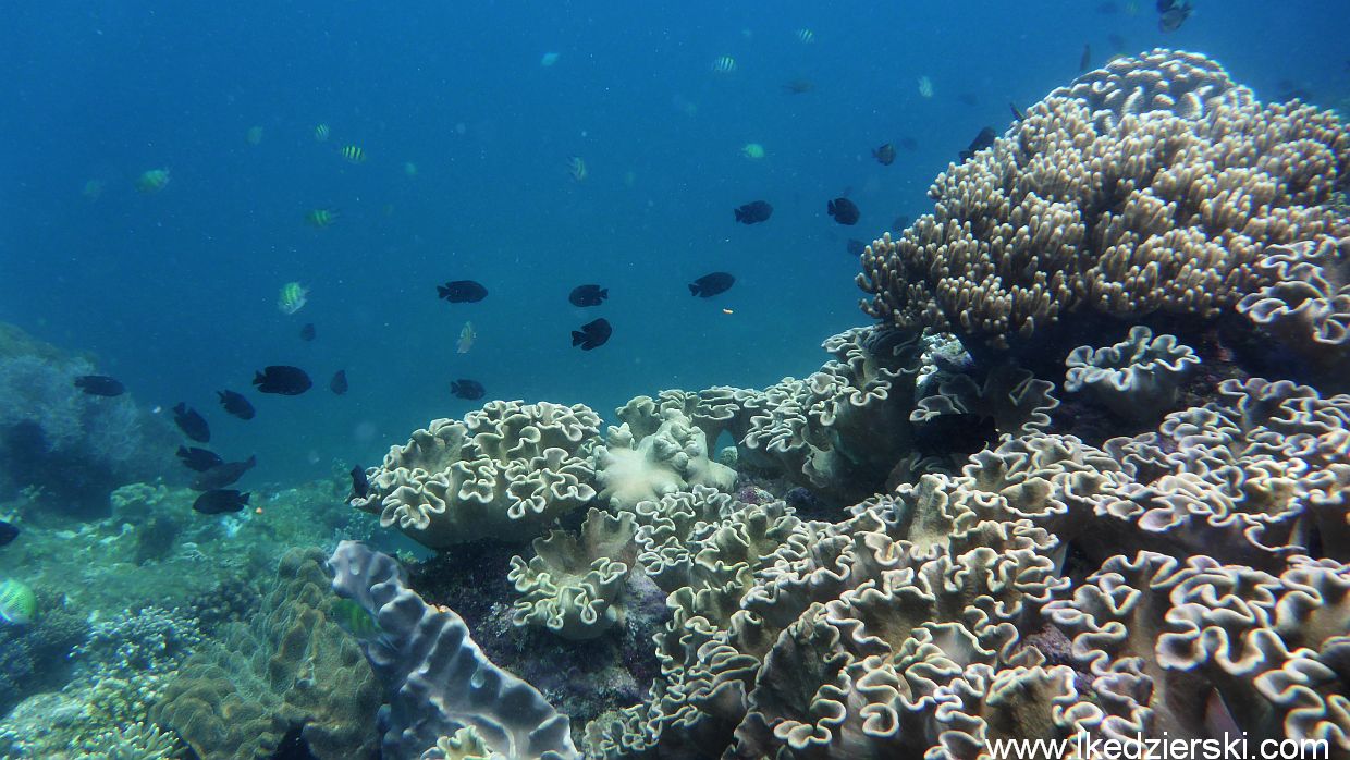 Apo Island - snorkeling.