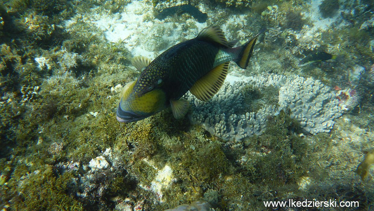 apo-island-snorkeling