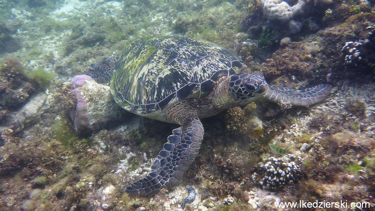 apo island żółw