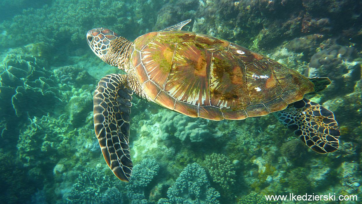 Upragnione żółwie w naturalnym środowisku na Apo Island.