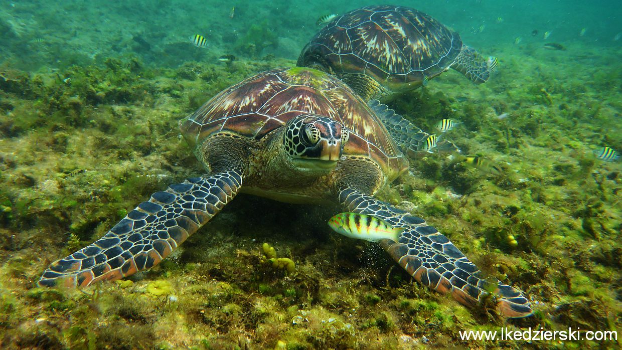 apo island żółw