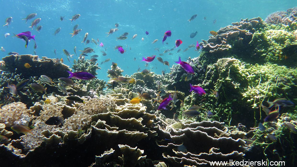 balicasag diving fish