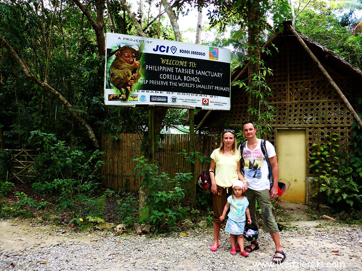 bohol tarsier