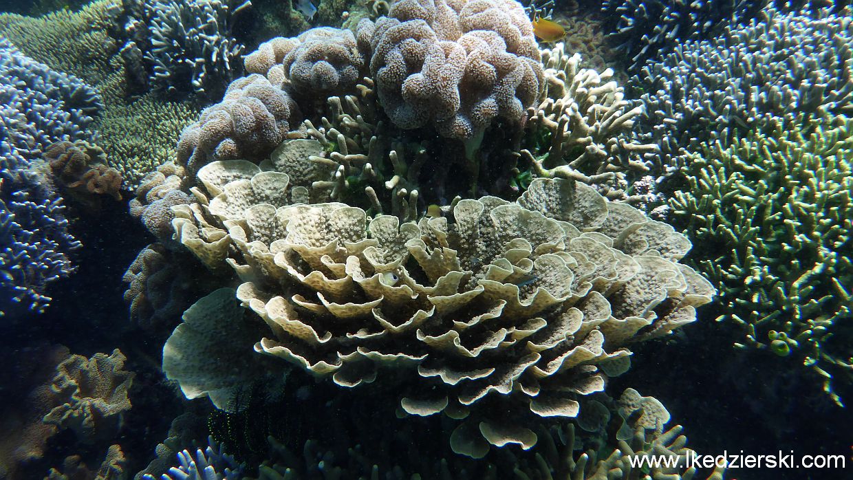 filipiny pamilacan snorkeling