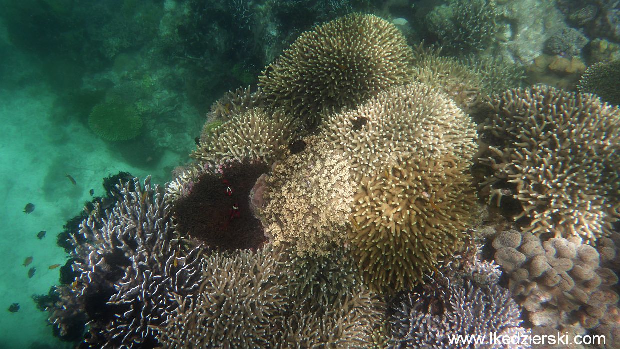 filipiny pamilacan snorkeling