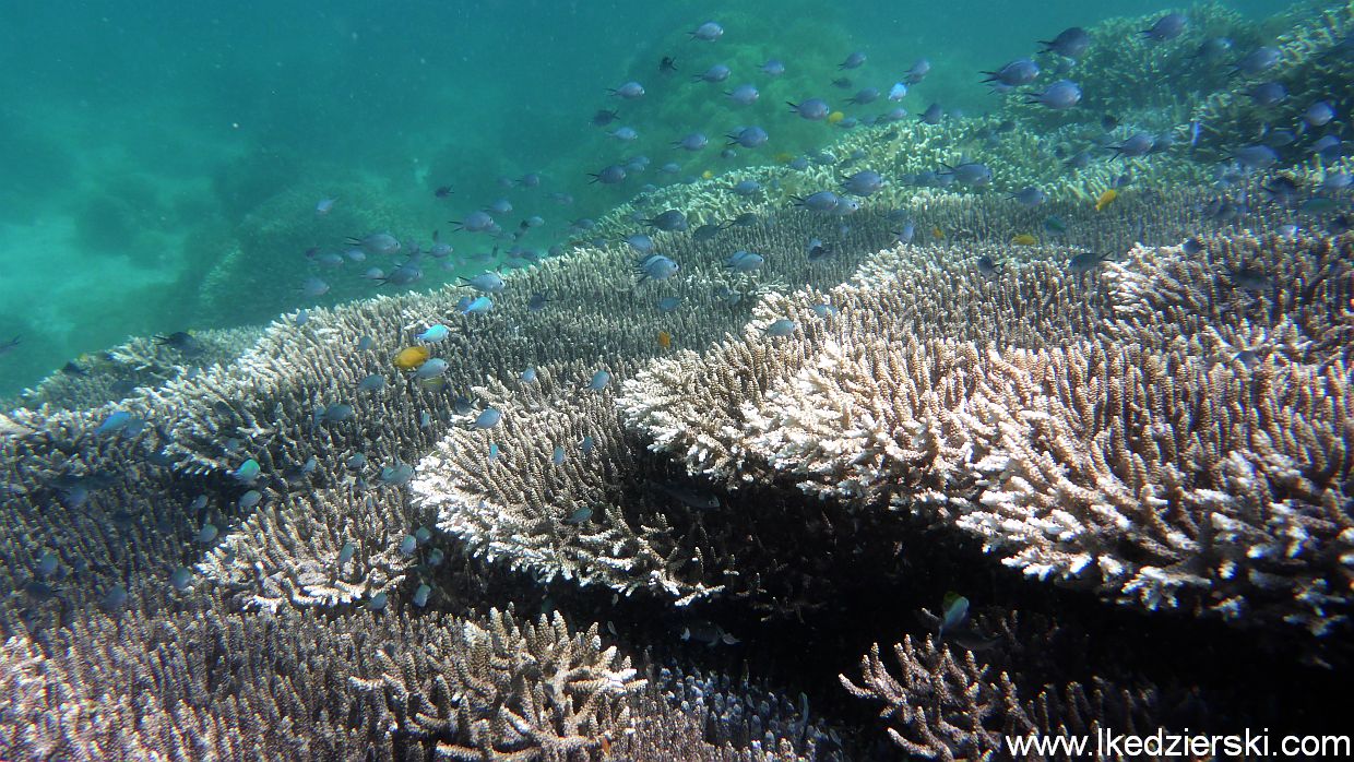 filipiny pamilacan snorkeling