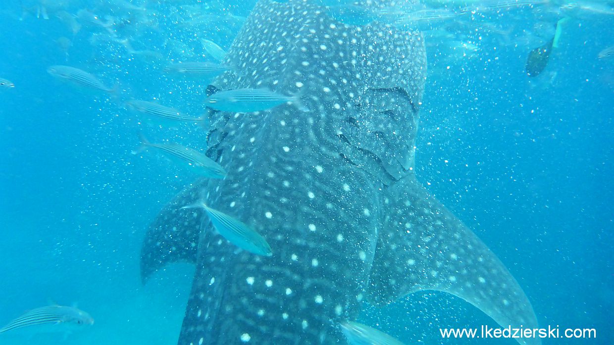 Rekin Wielorybi, Whale shark, Oslob