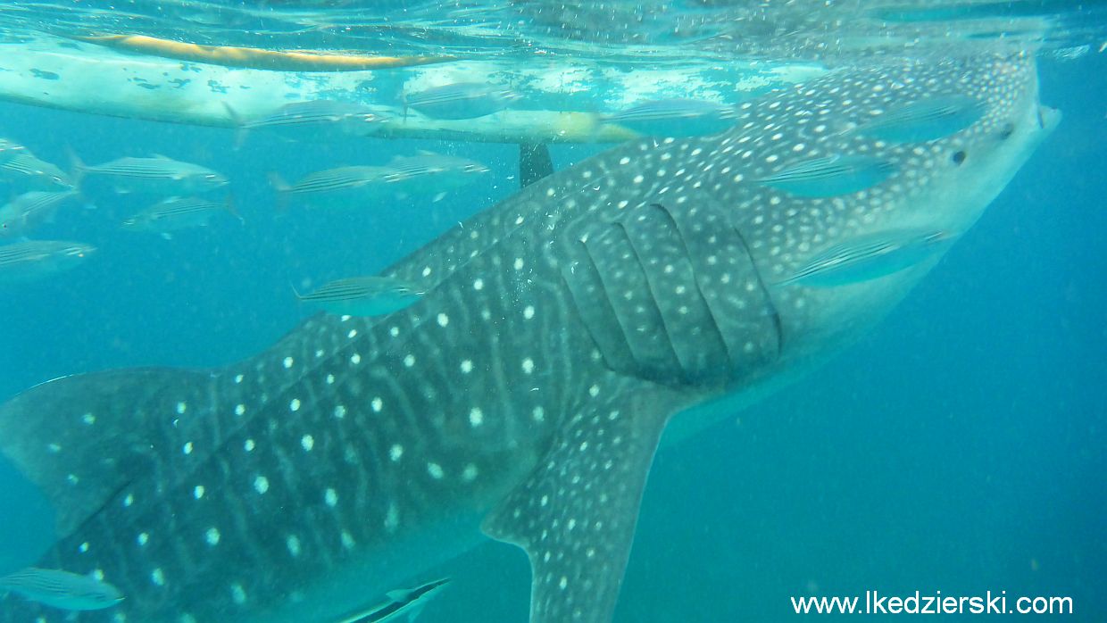 Rekin Wielorybi, Whale shark, Oslob