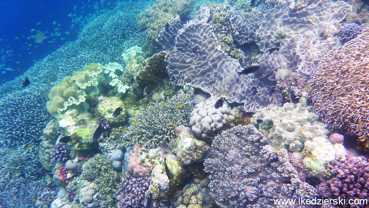 white beach snorkeling