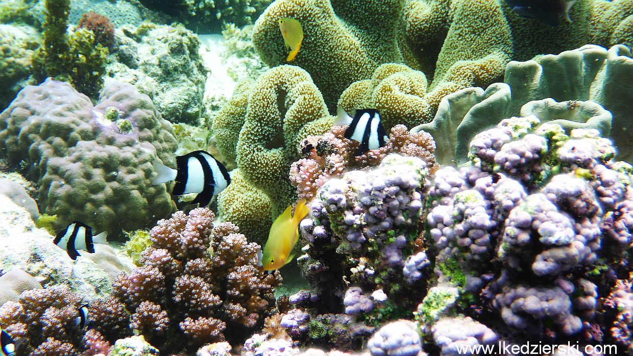 white beach snorkeling