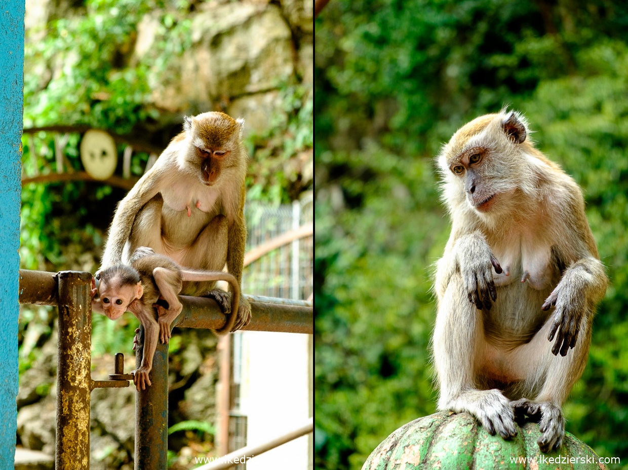 batu cave monkey