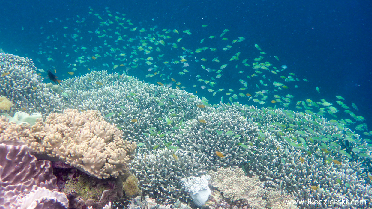 Snorkeling na plaży White Beach.