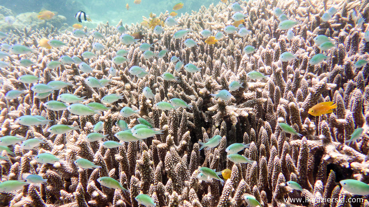 snorkeling