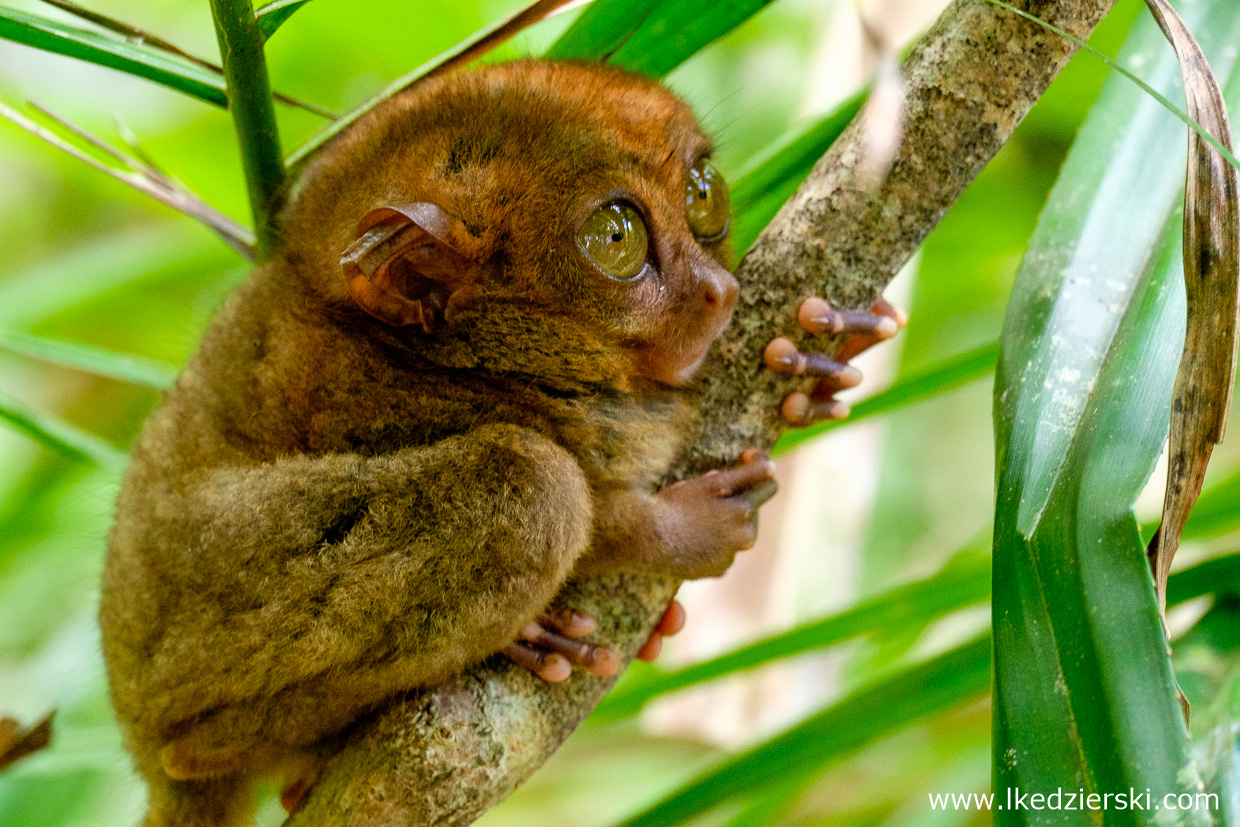 bohol tarsier wyrak